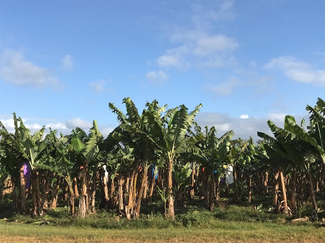 Property For Sale in Eubenangee