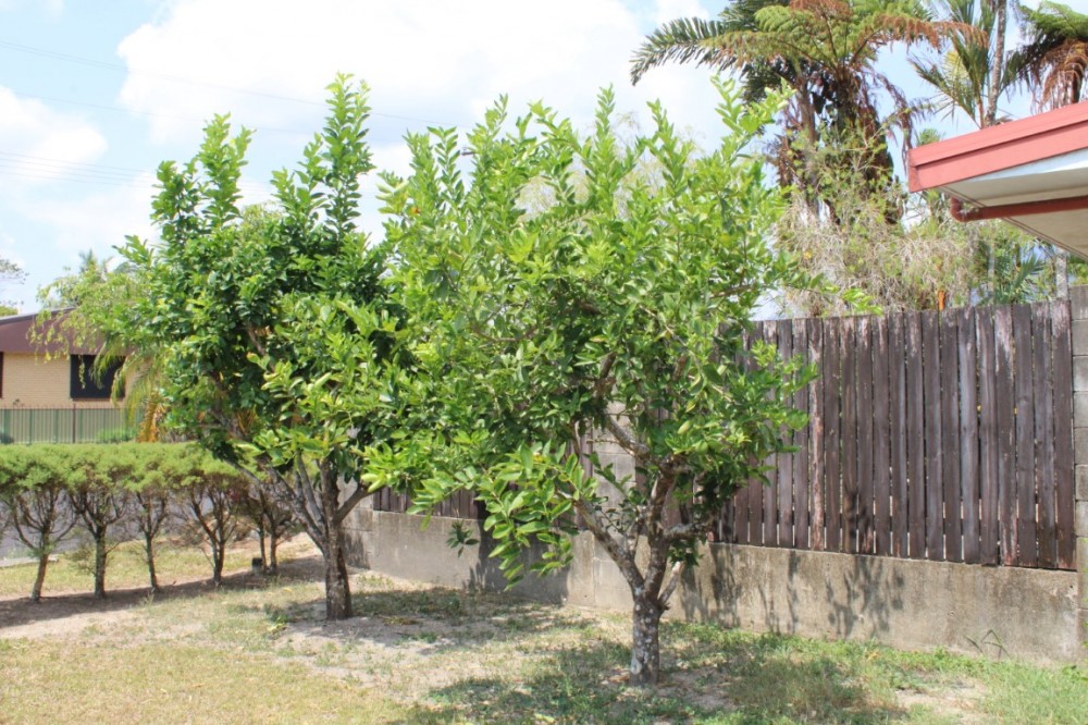 Real Estate in Mirriwinni