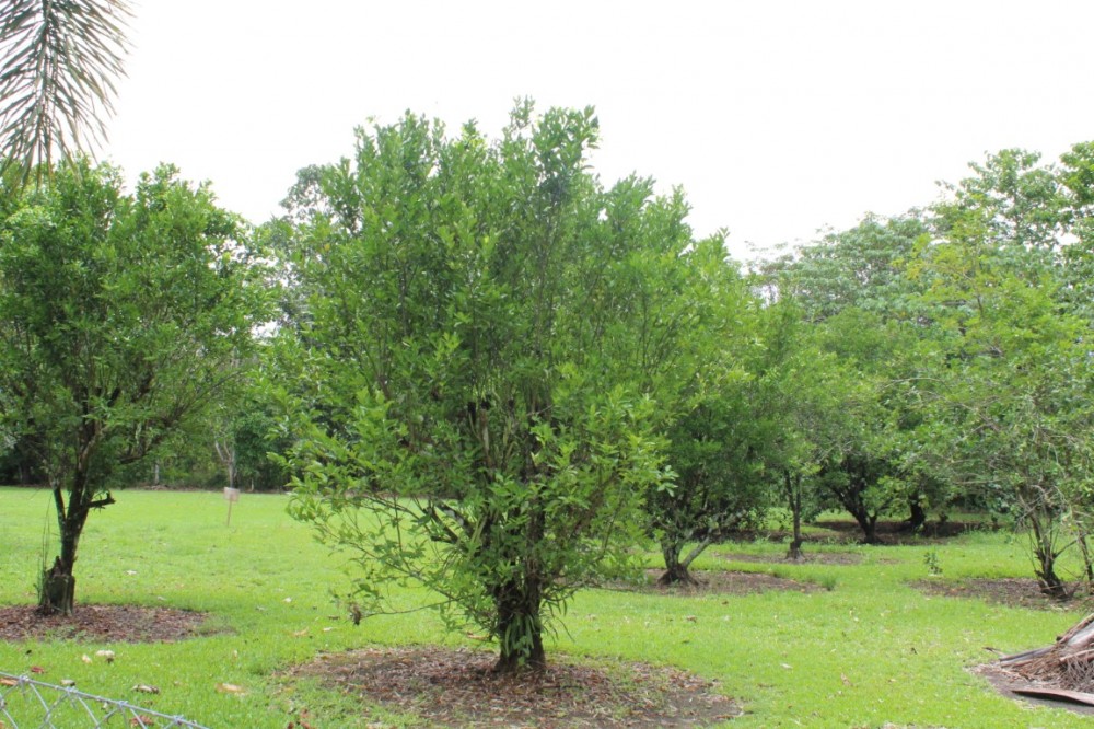 Real Estate in Babinda