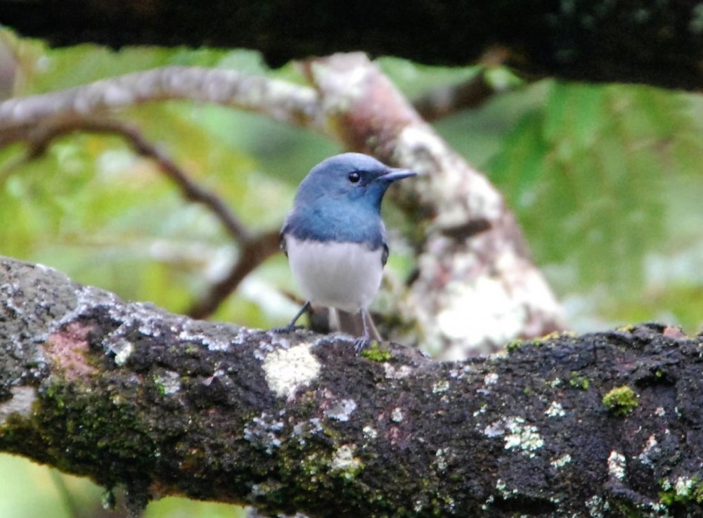 Birdlife is abundant