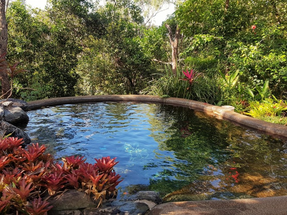 Lagoon style swimming pool