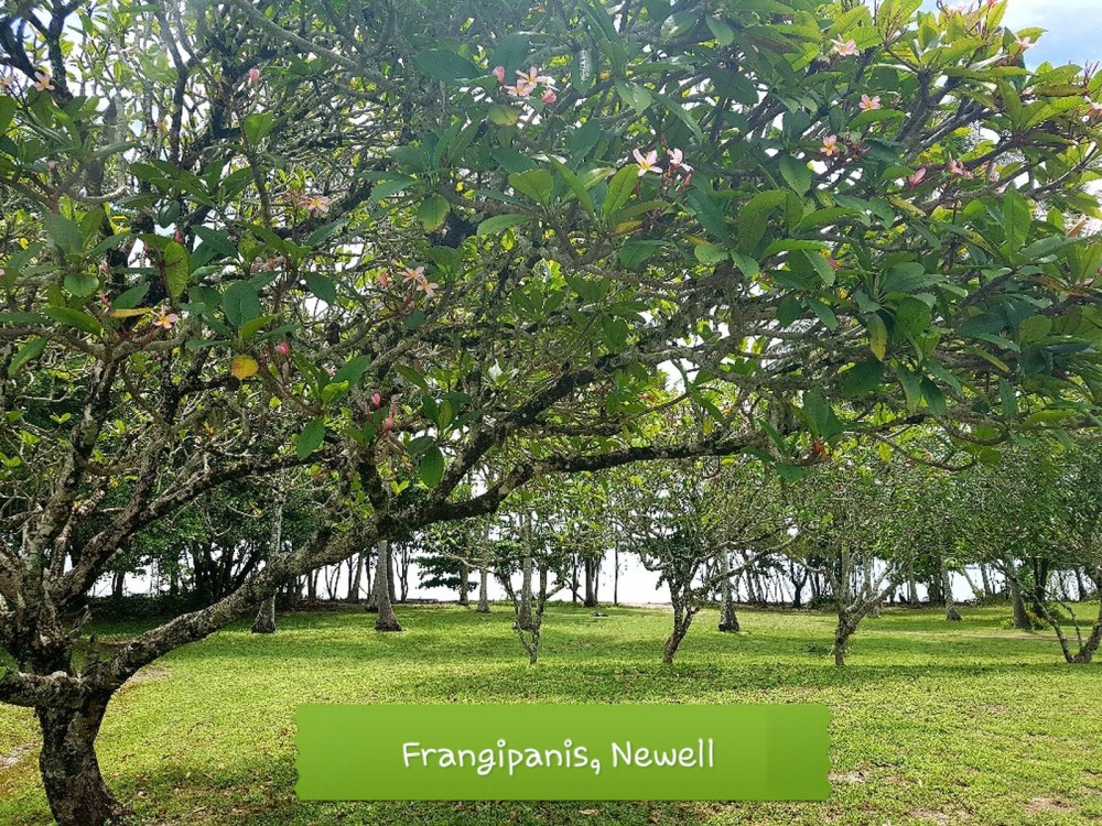 Frangipani trees line Newell beach
