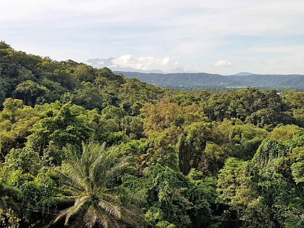 View of Thornton Peak in the afternoon sunshine