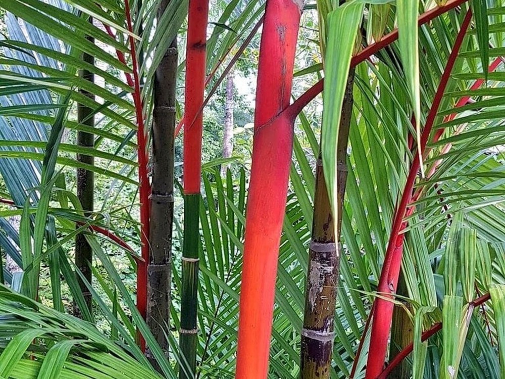 Lipstick palms from the bedroom terrace