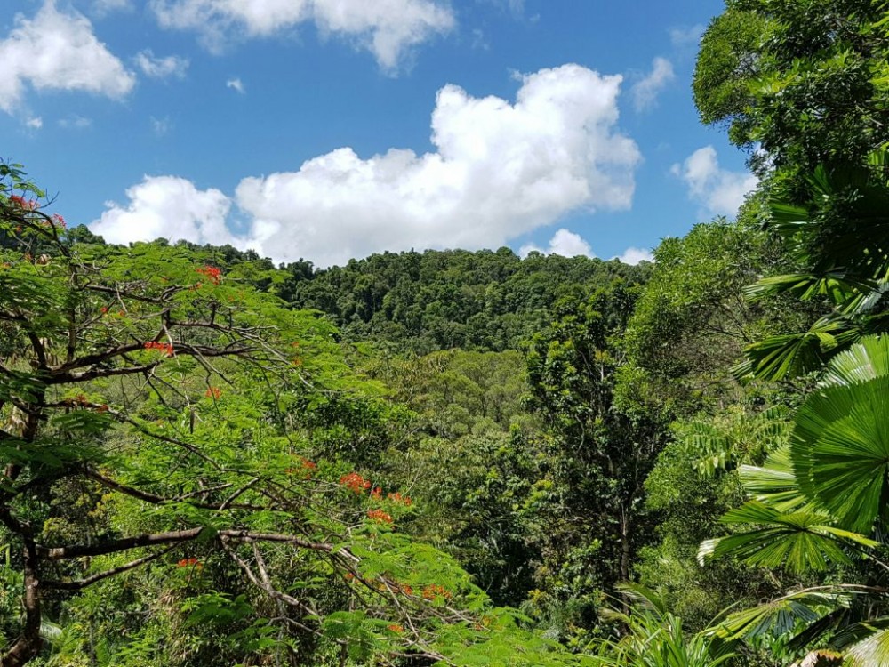 Glorious mountain and rainforest views