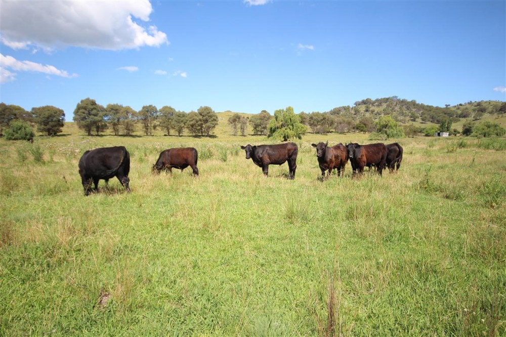 Tenterfield real estate Sold