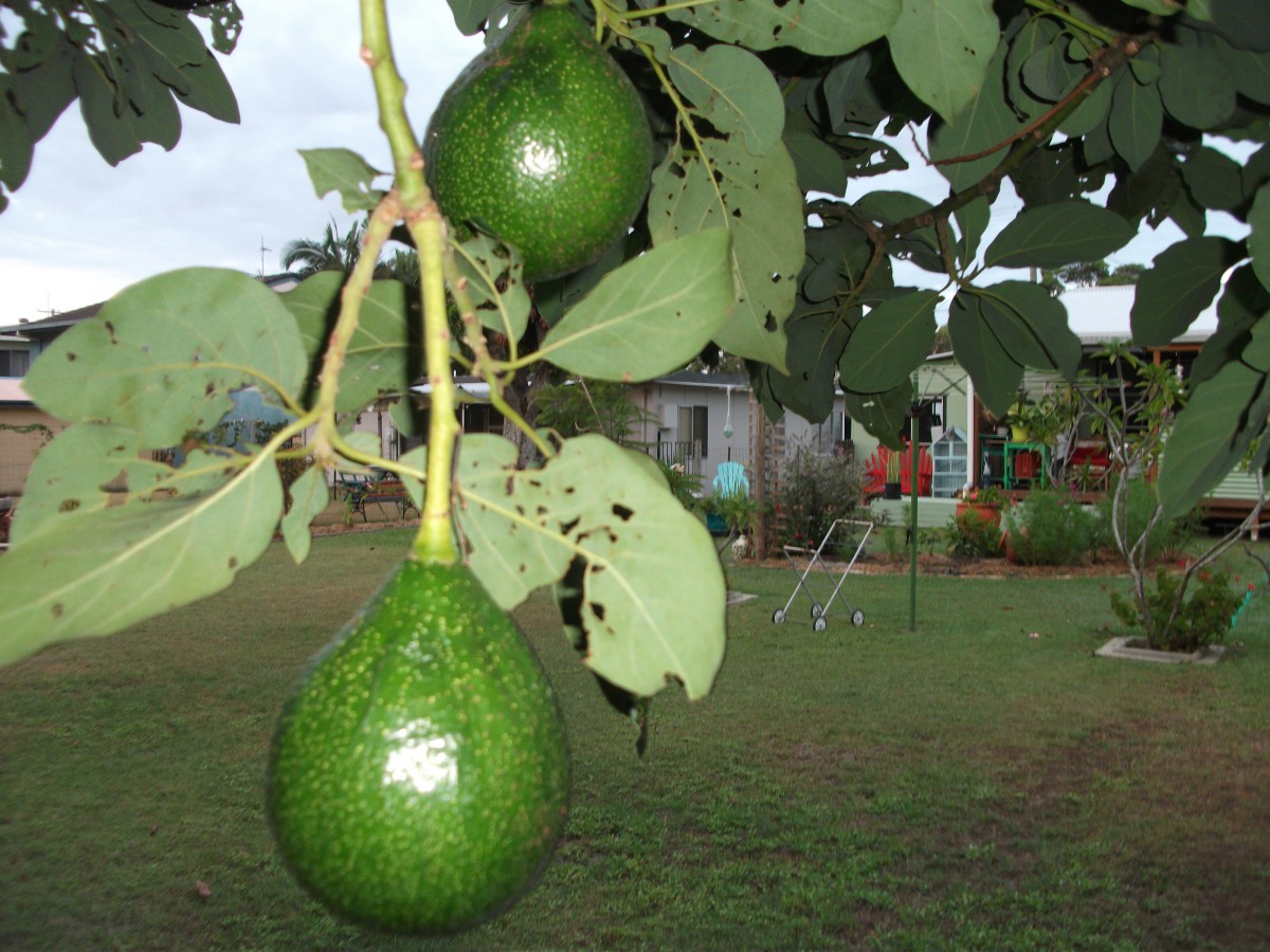 Selling your property in Iluka