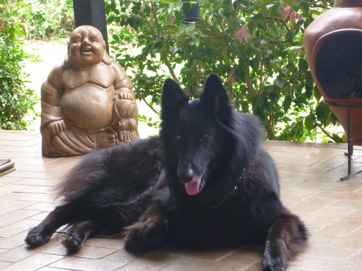 Pet friendly and room for all the family