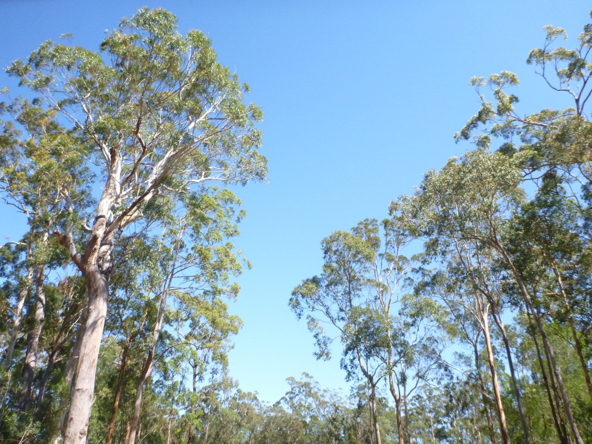 Real Estate in Woombah