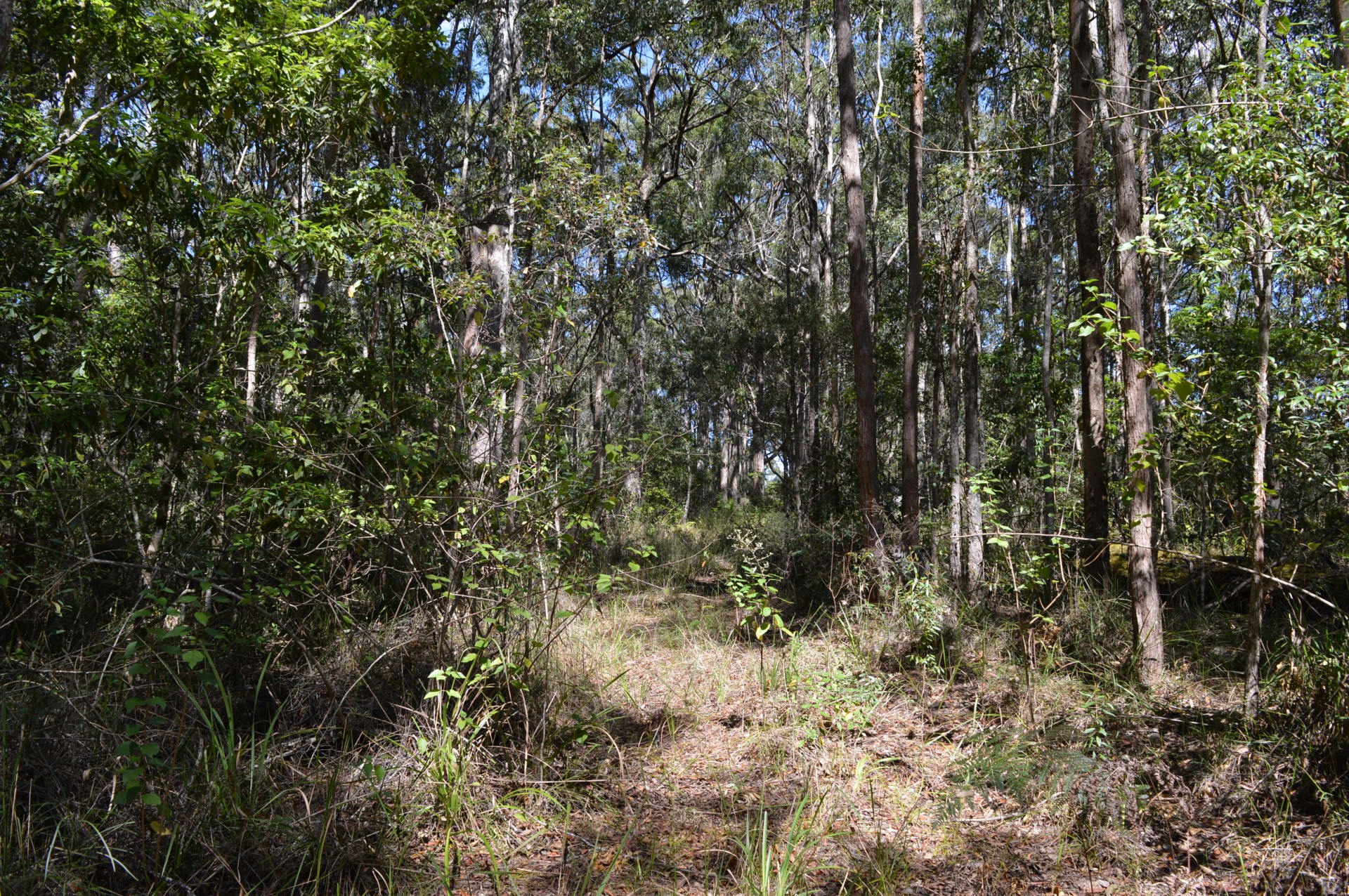 Real Estate in Curramore