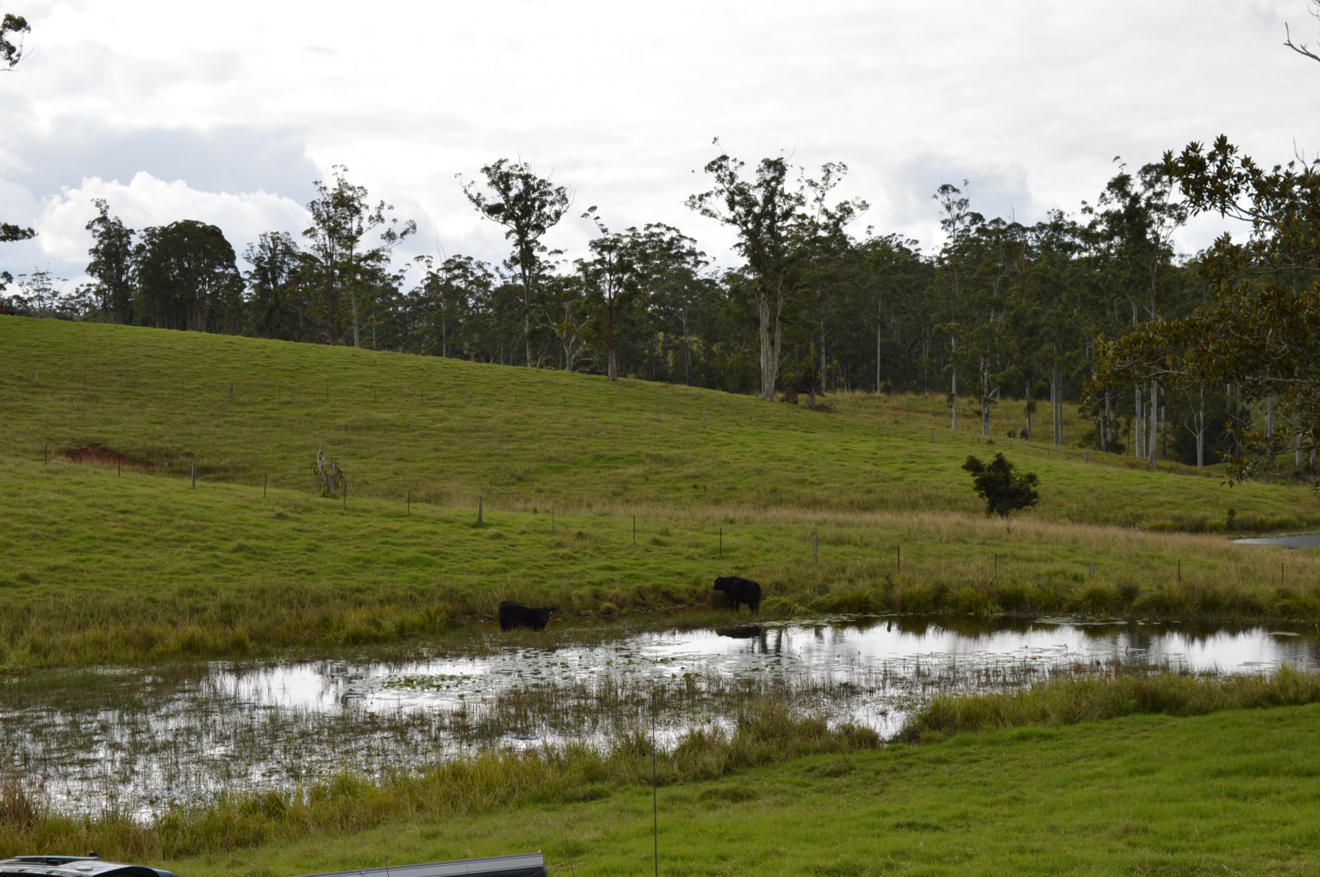 Real Estate in Bellthorpe