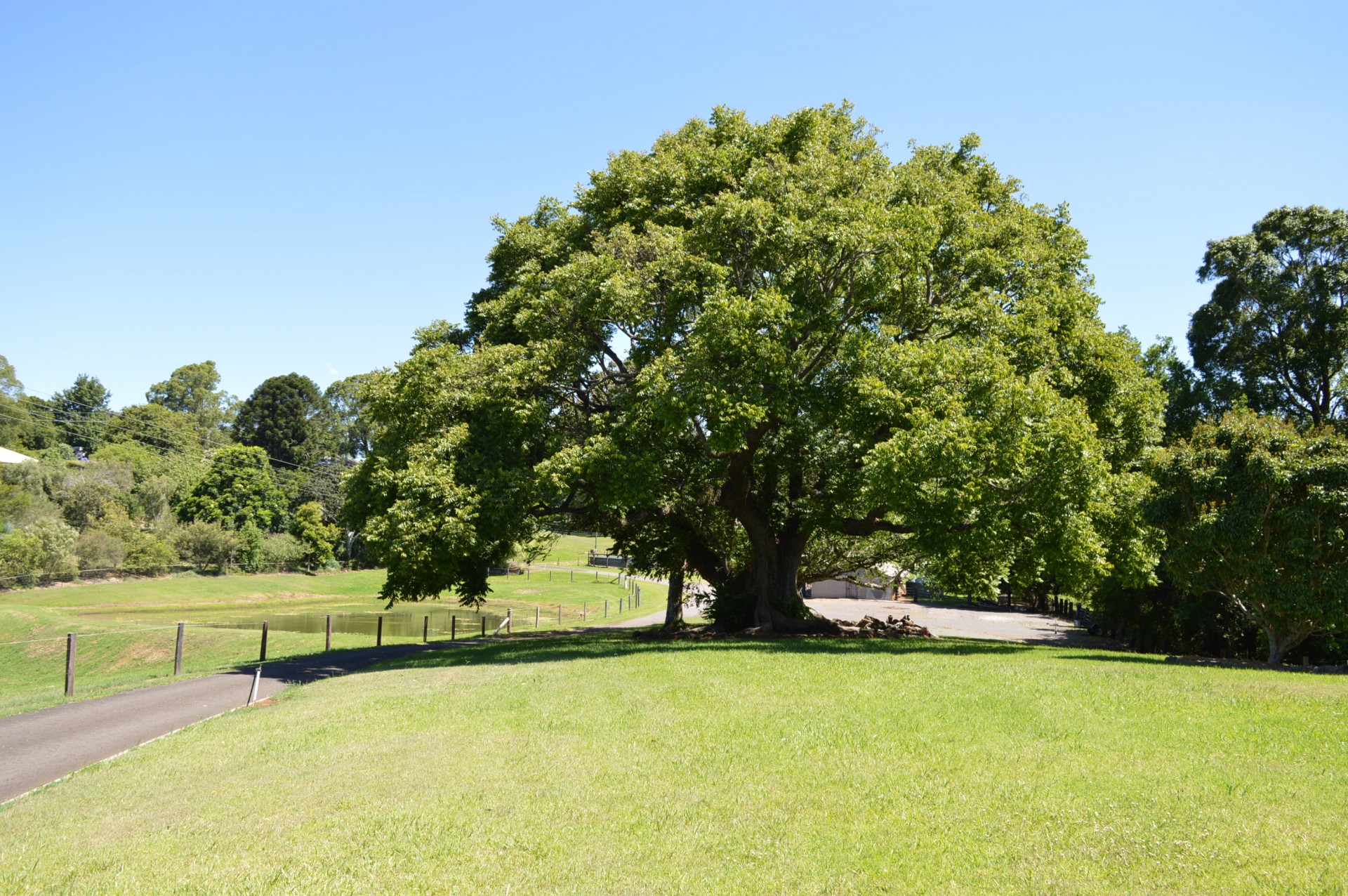 Real Estate in Maleny
