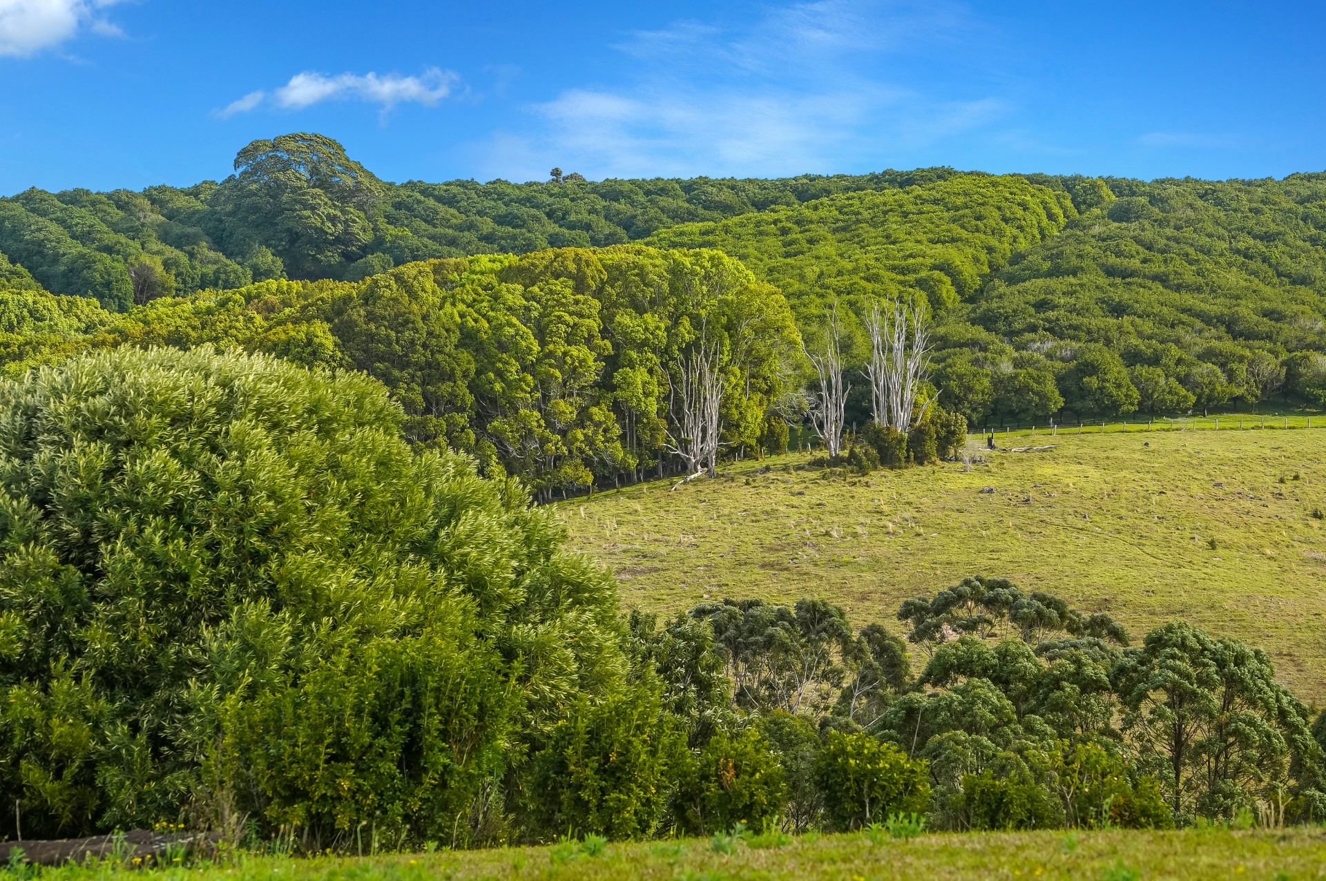 Real Estate in Bangalow
