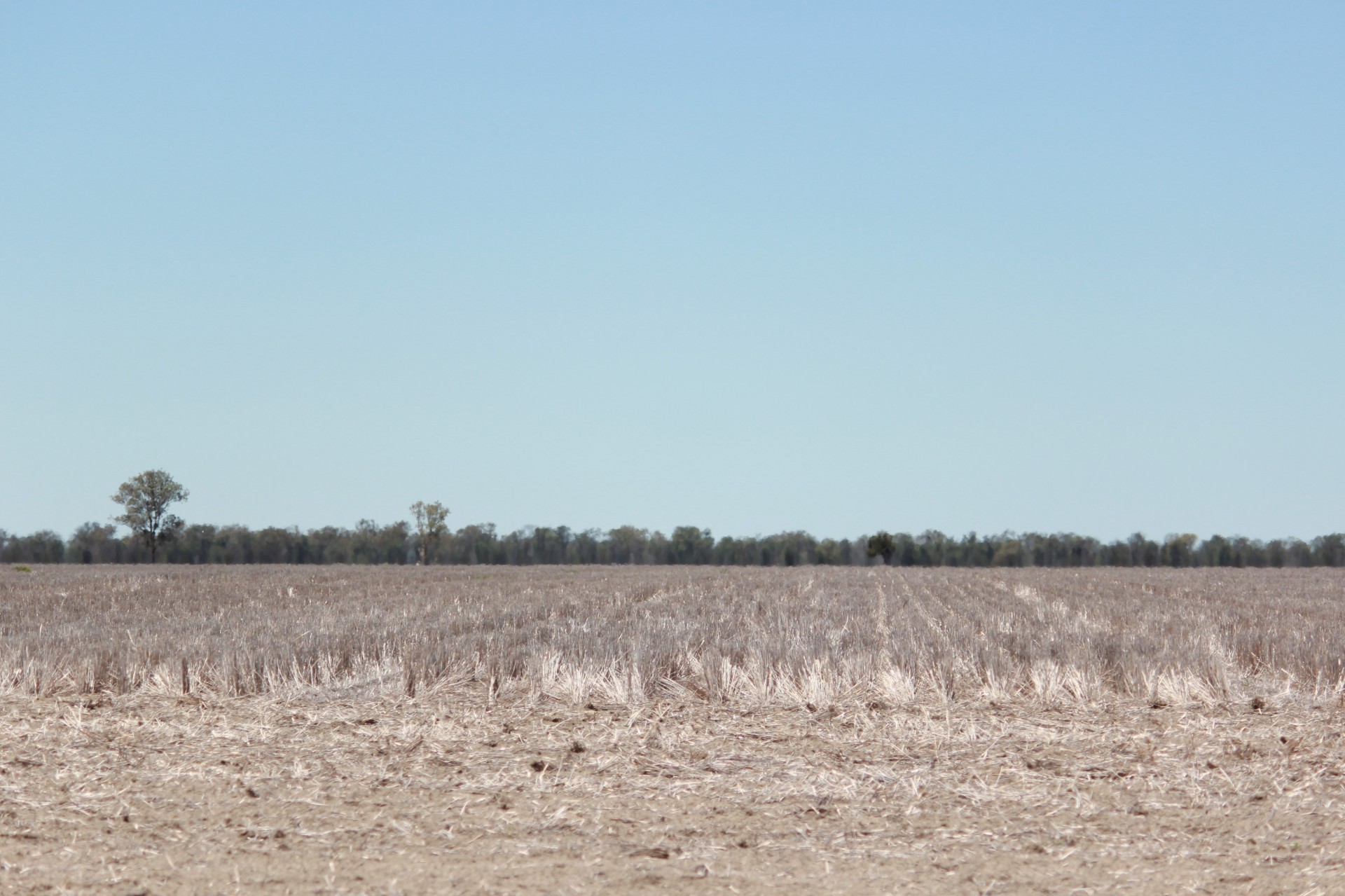 Walgett Properties Sold