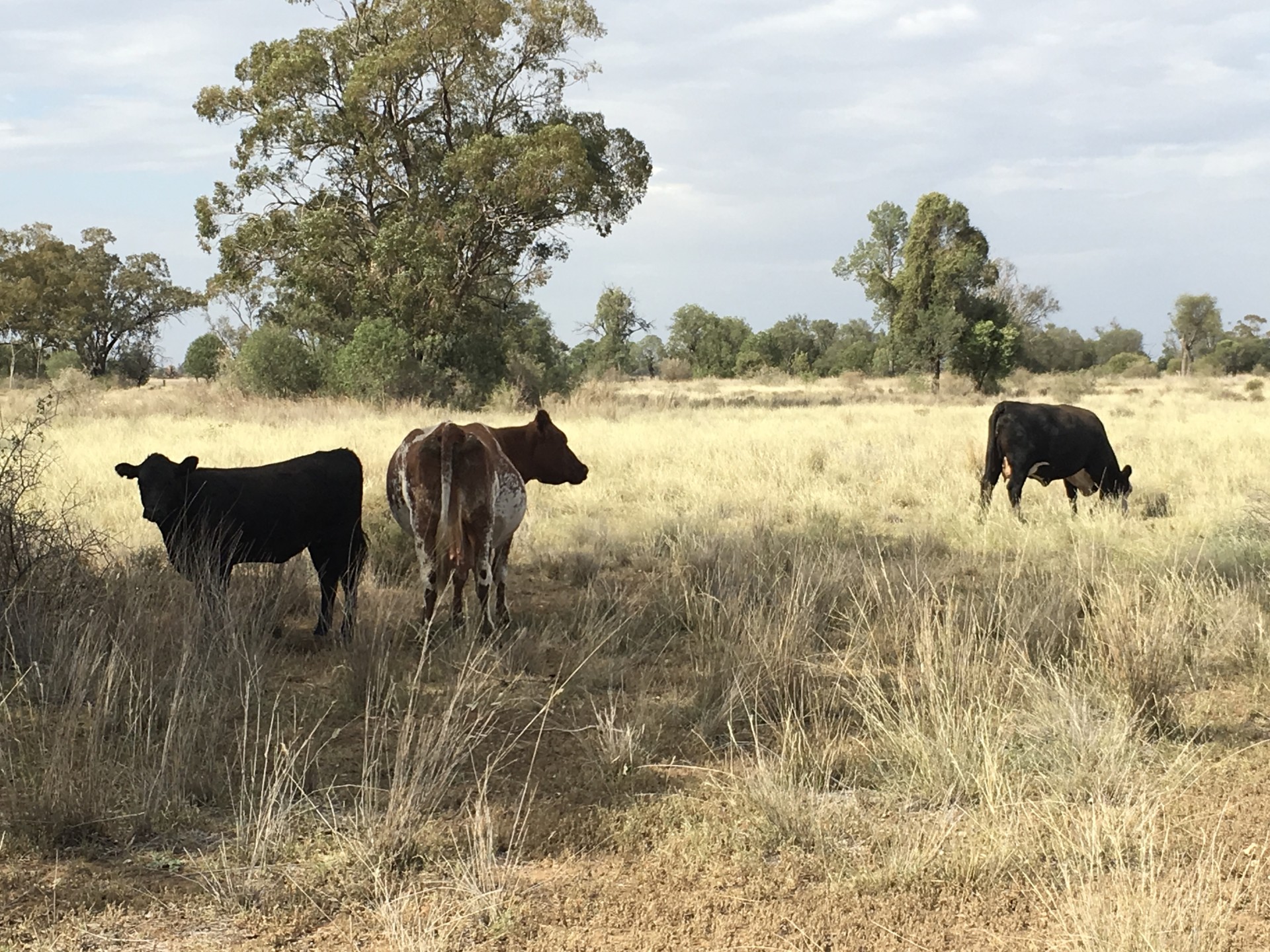 Real Estate in Coonamble