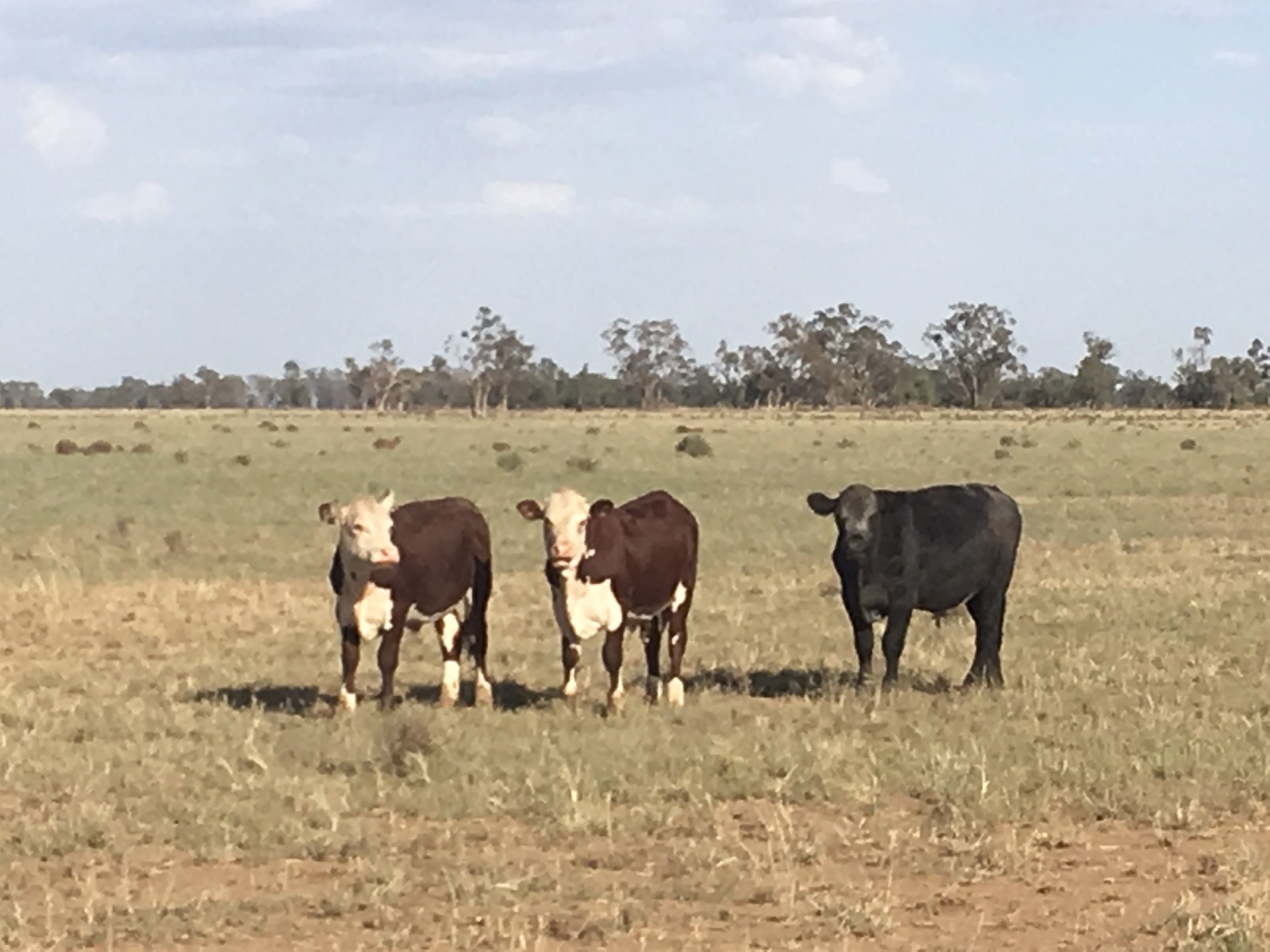 Real Estate in Coonamble