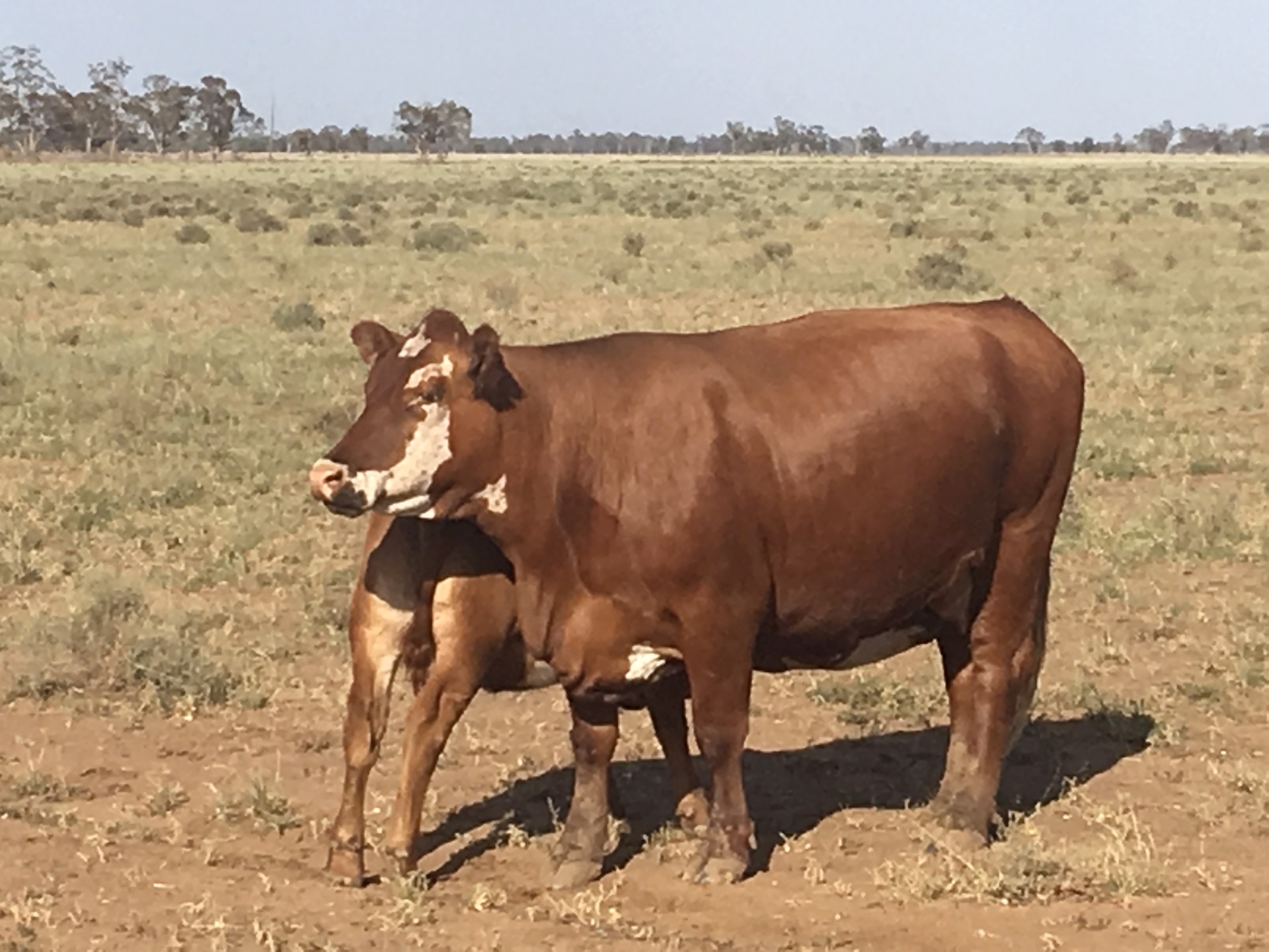 Real Estate in Coonamble