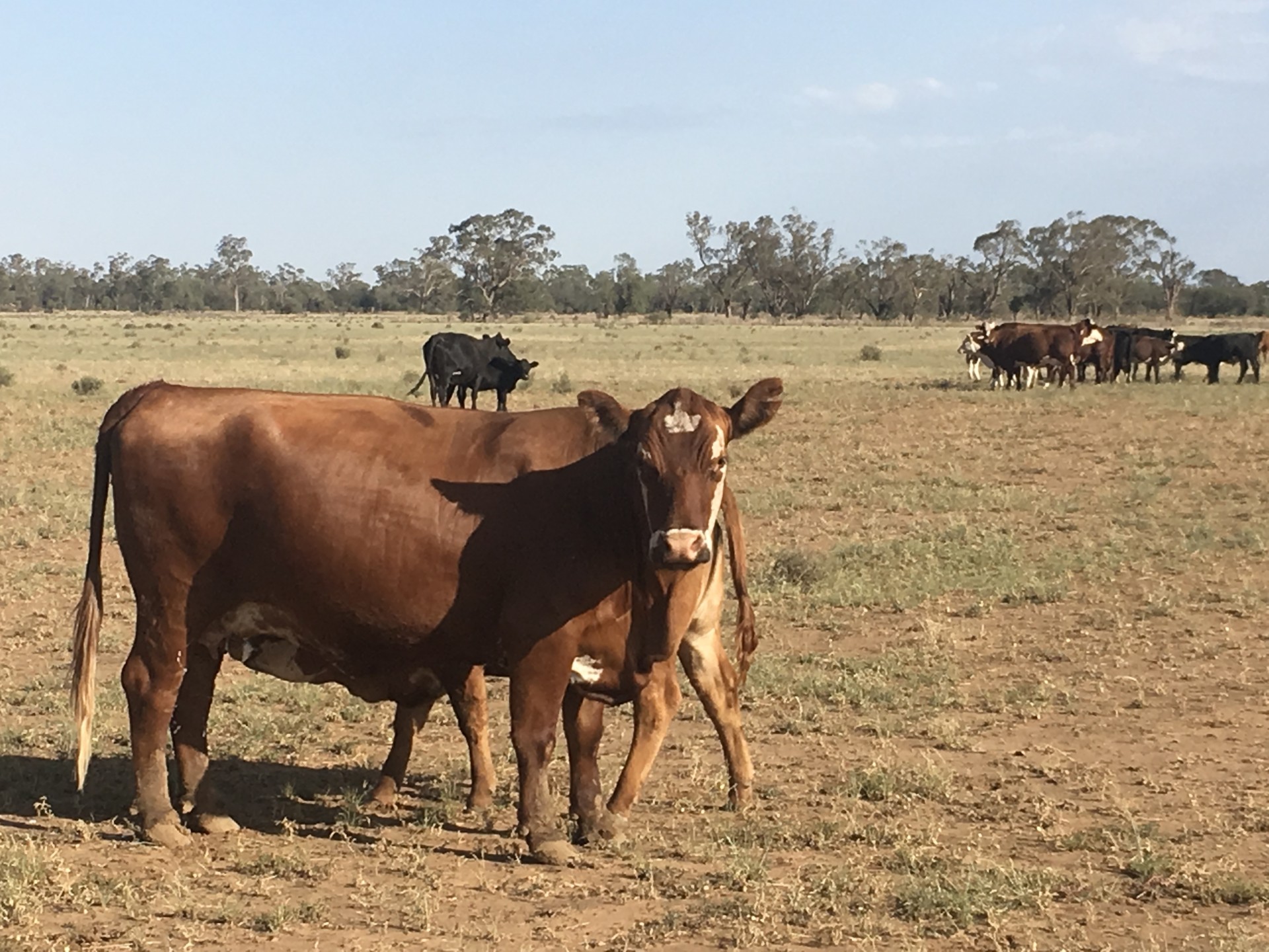 Open for inspection in Coonamble