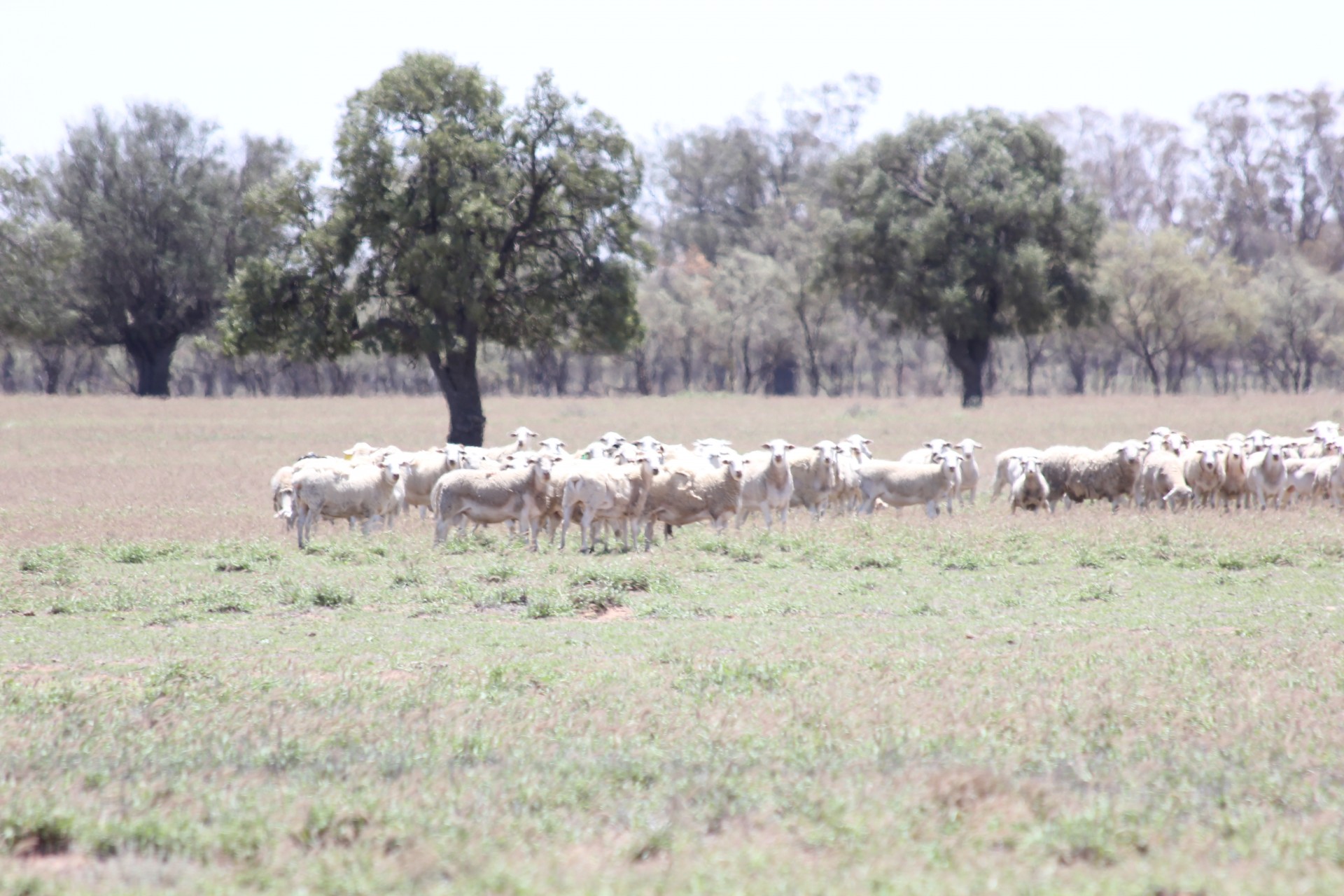 Real Estate in Coonamble