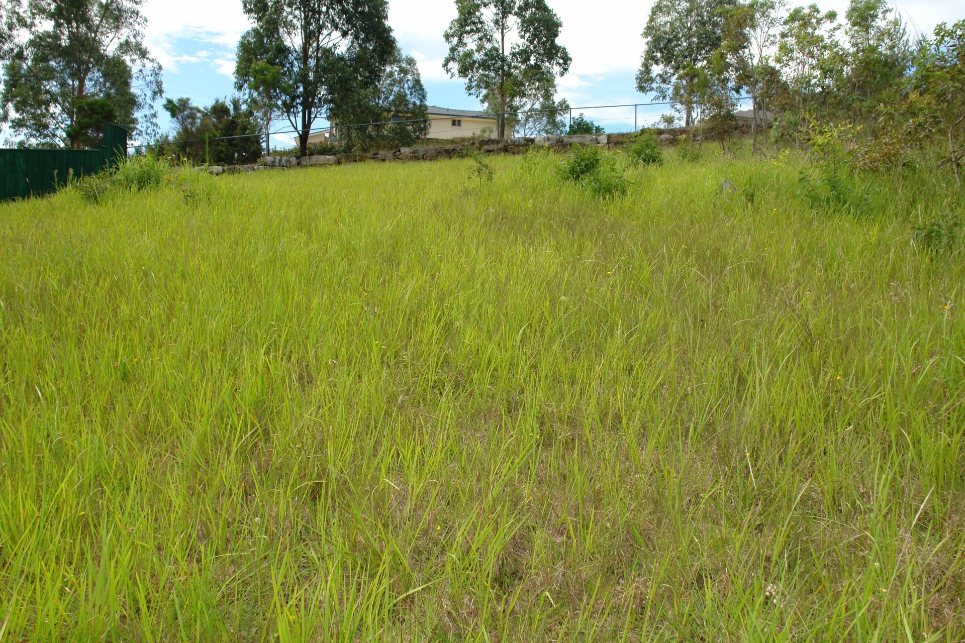 Real Estate in Watanobbi