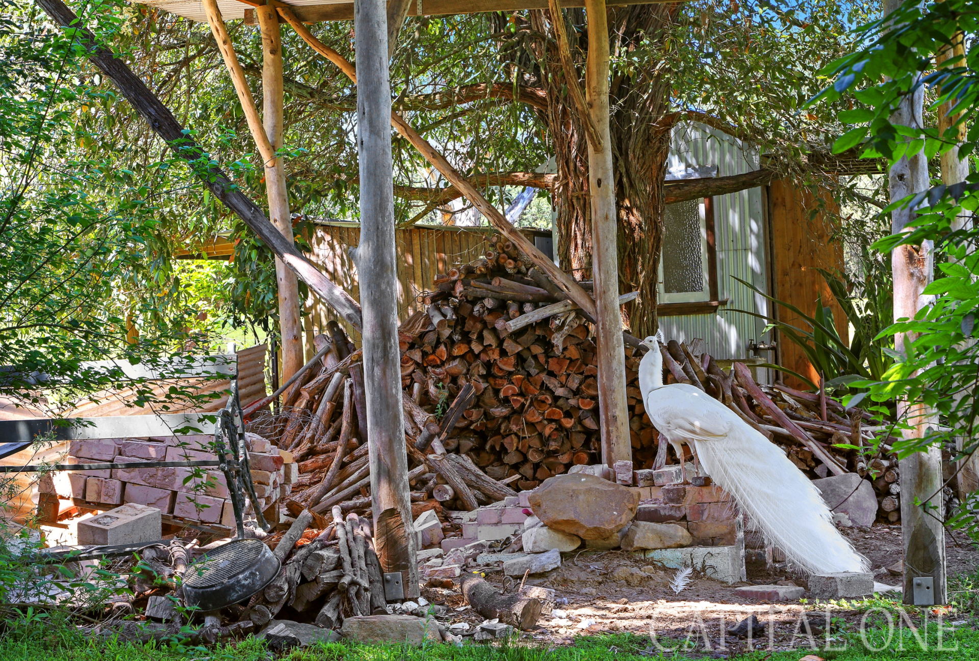 Real Estate in Mangrove Mountain