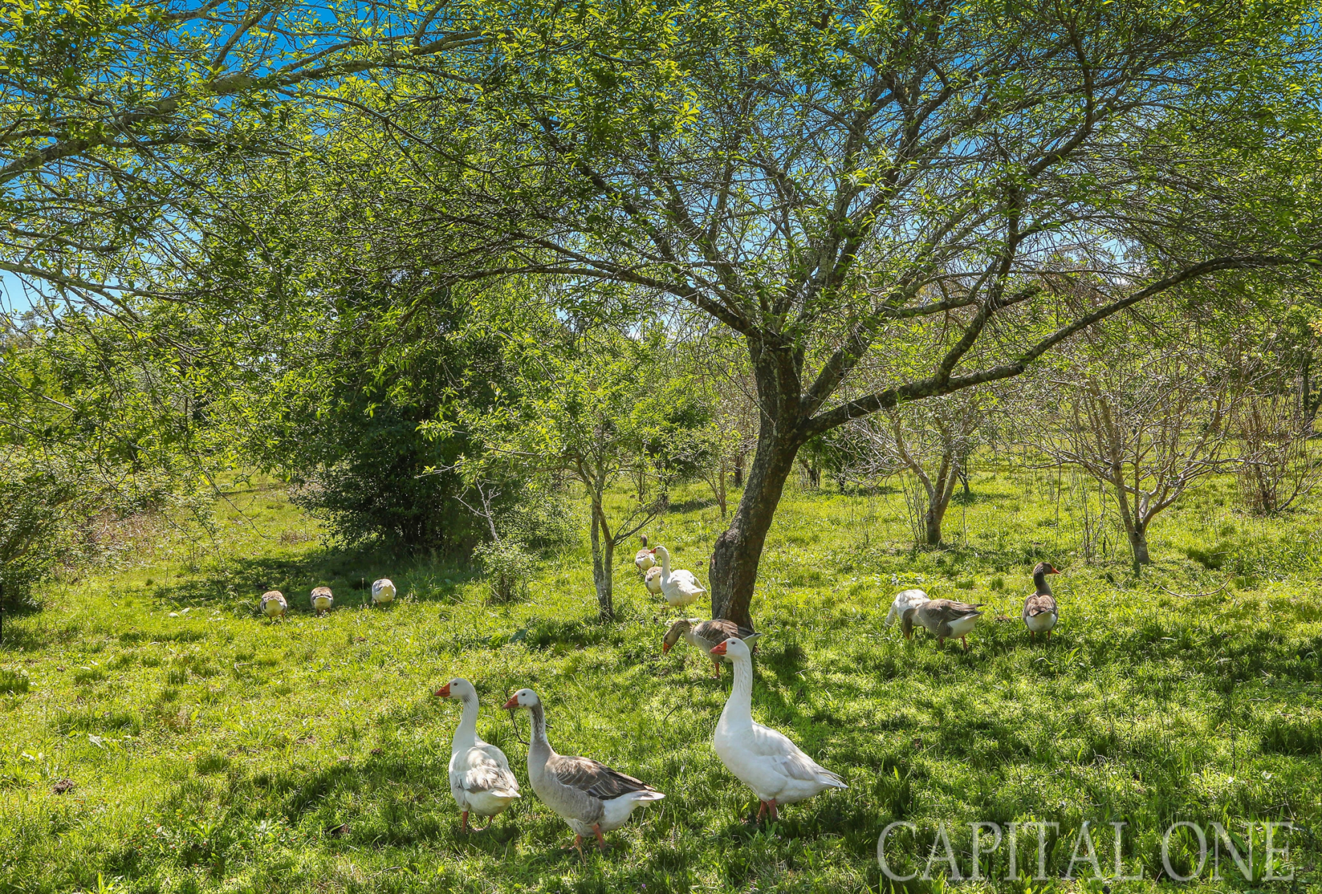 Real Estate in Mangrove Mountain