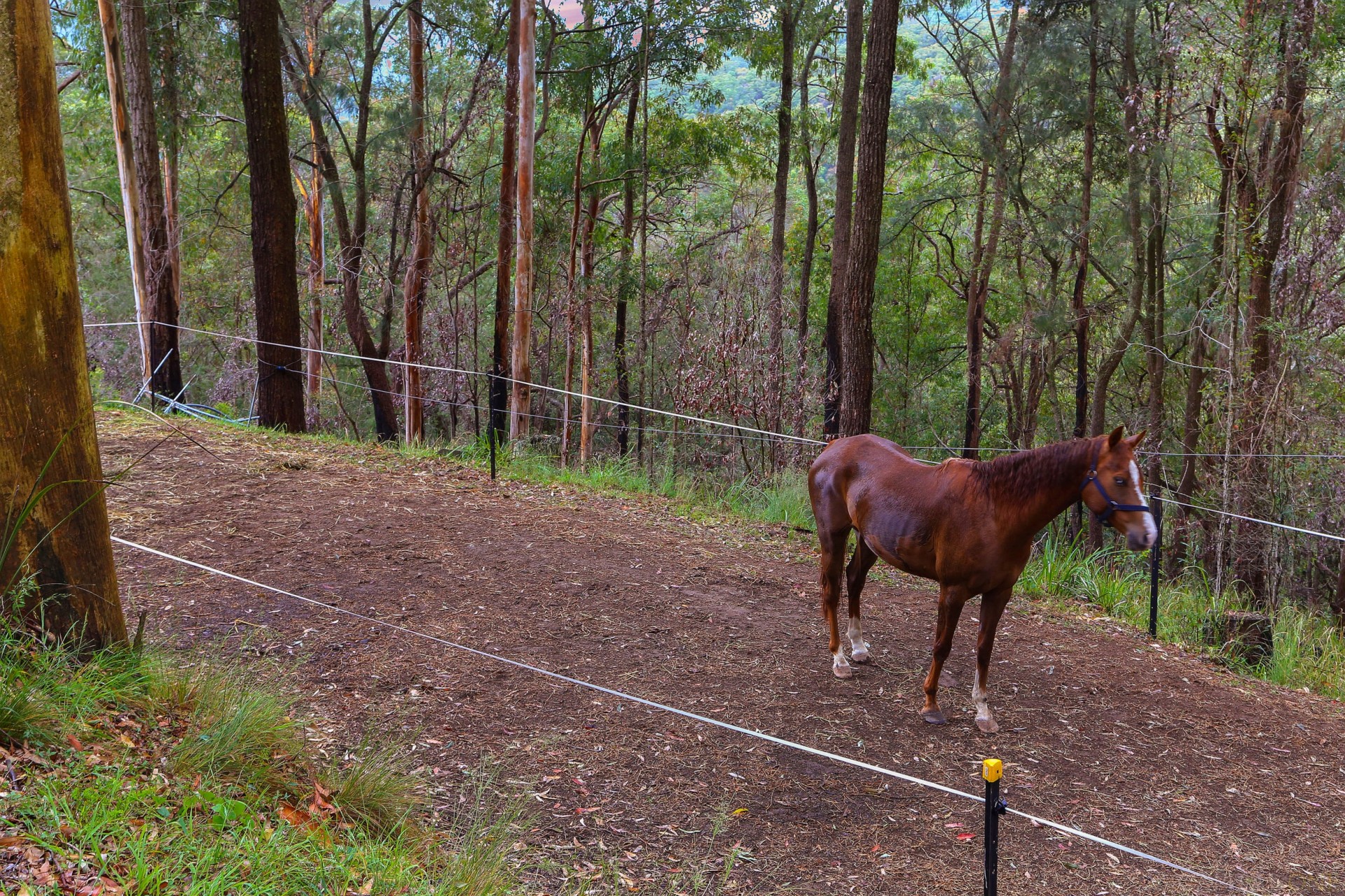 Real Estate in Yarramalong