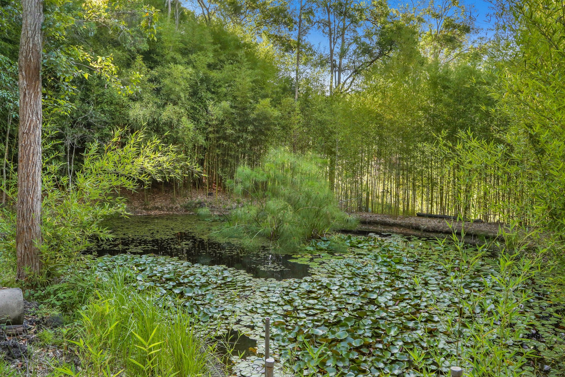 Real Estate in Wyong Creek
