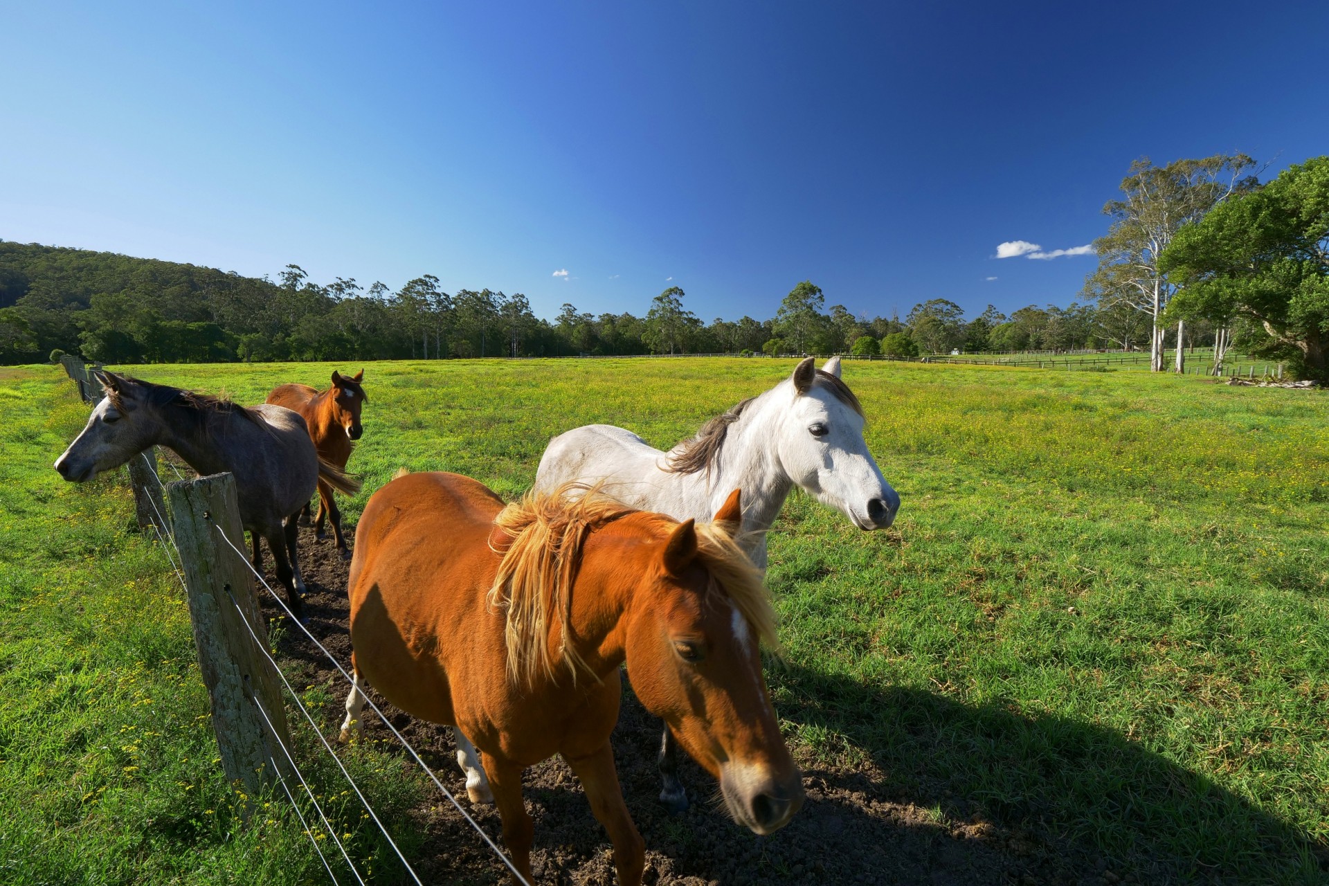 Real Estate in Wyong Creek