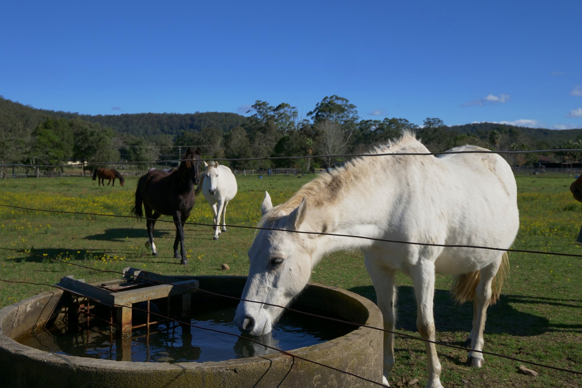 Real Estate in Wyong Creek