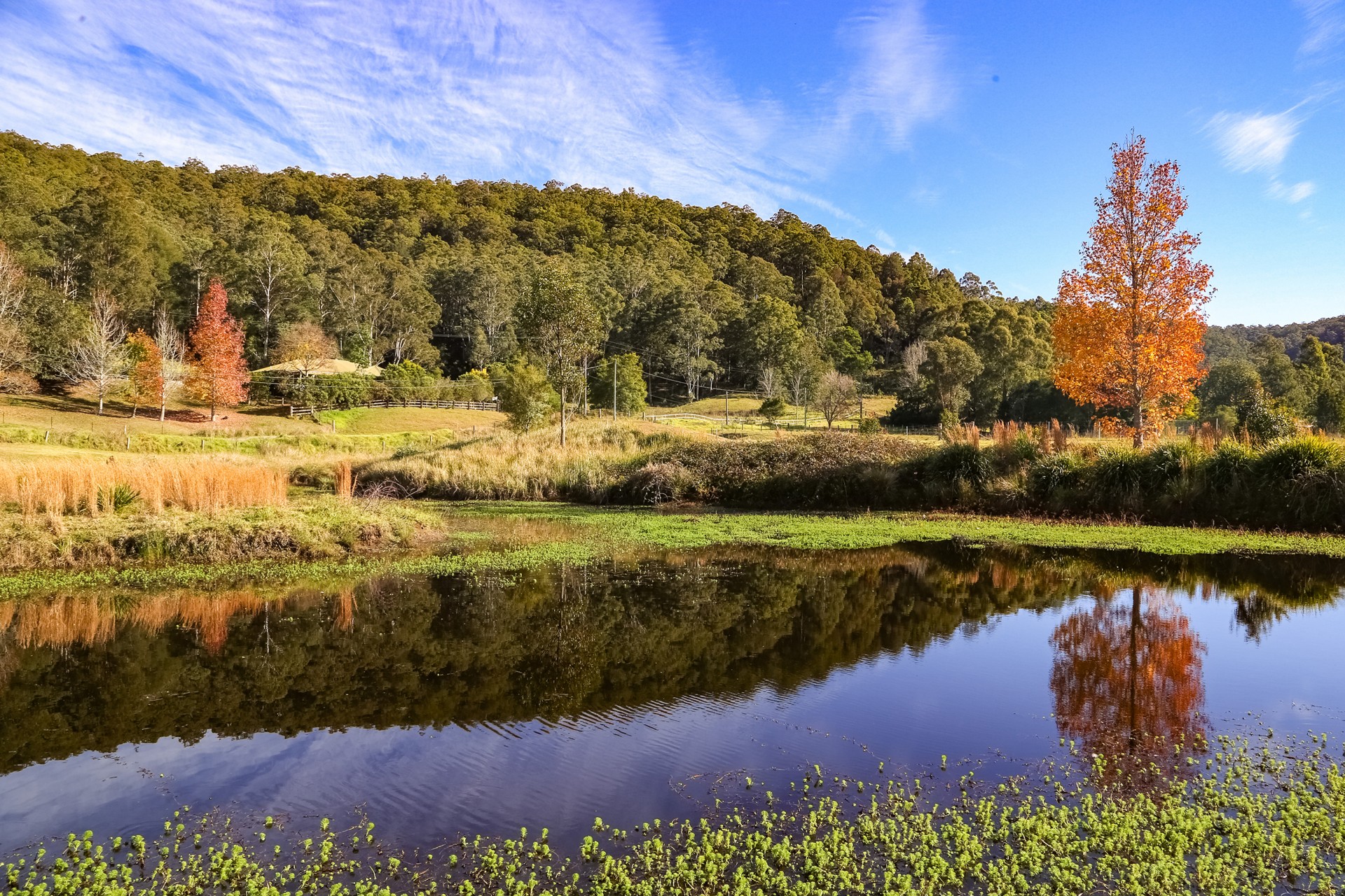 Real Estate in Yarramalong