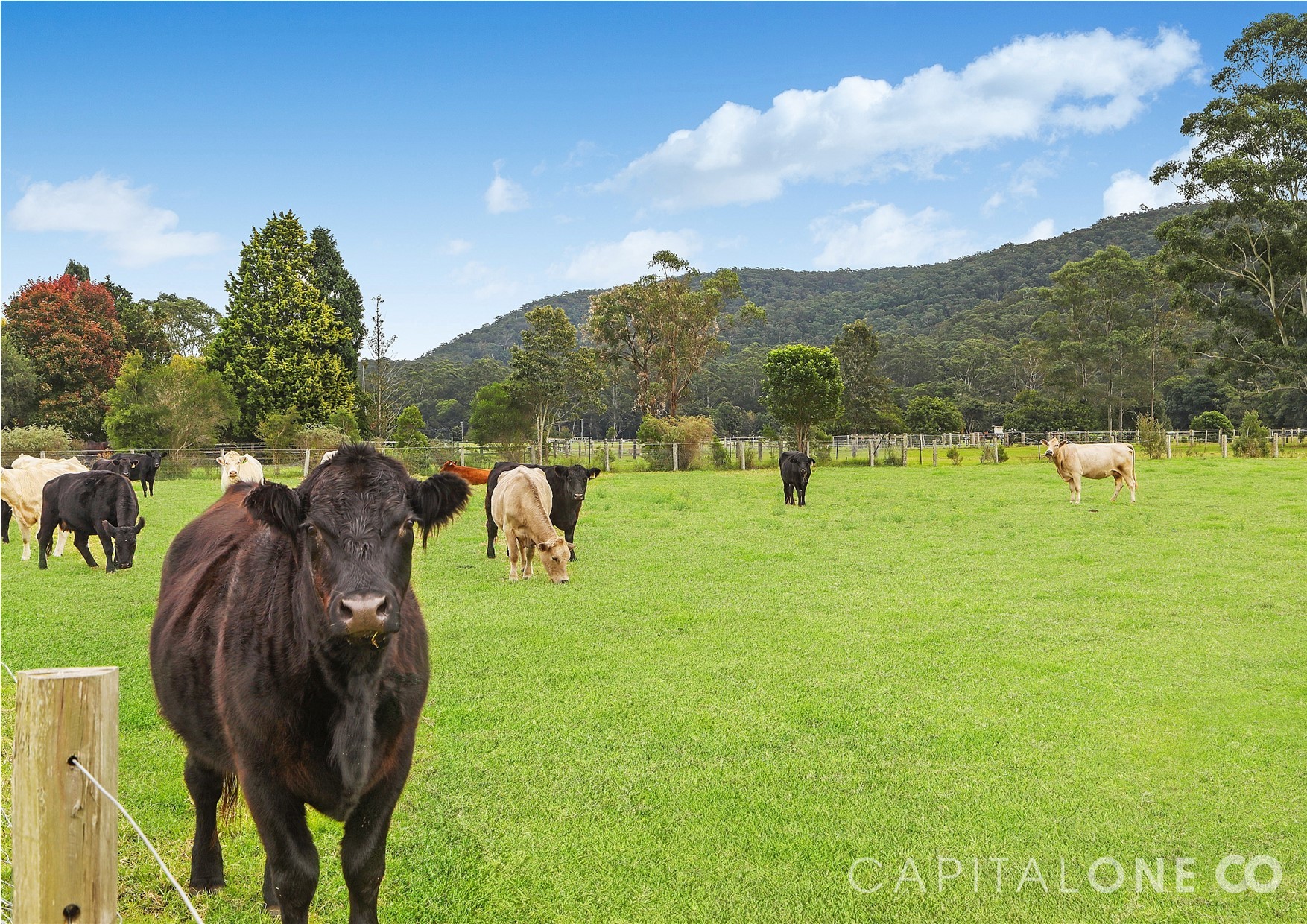 Real Estate in Wyong Creek