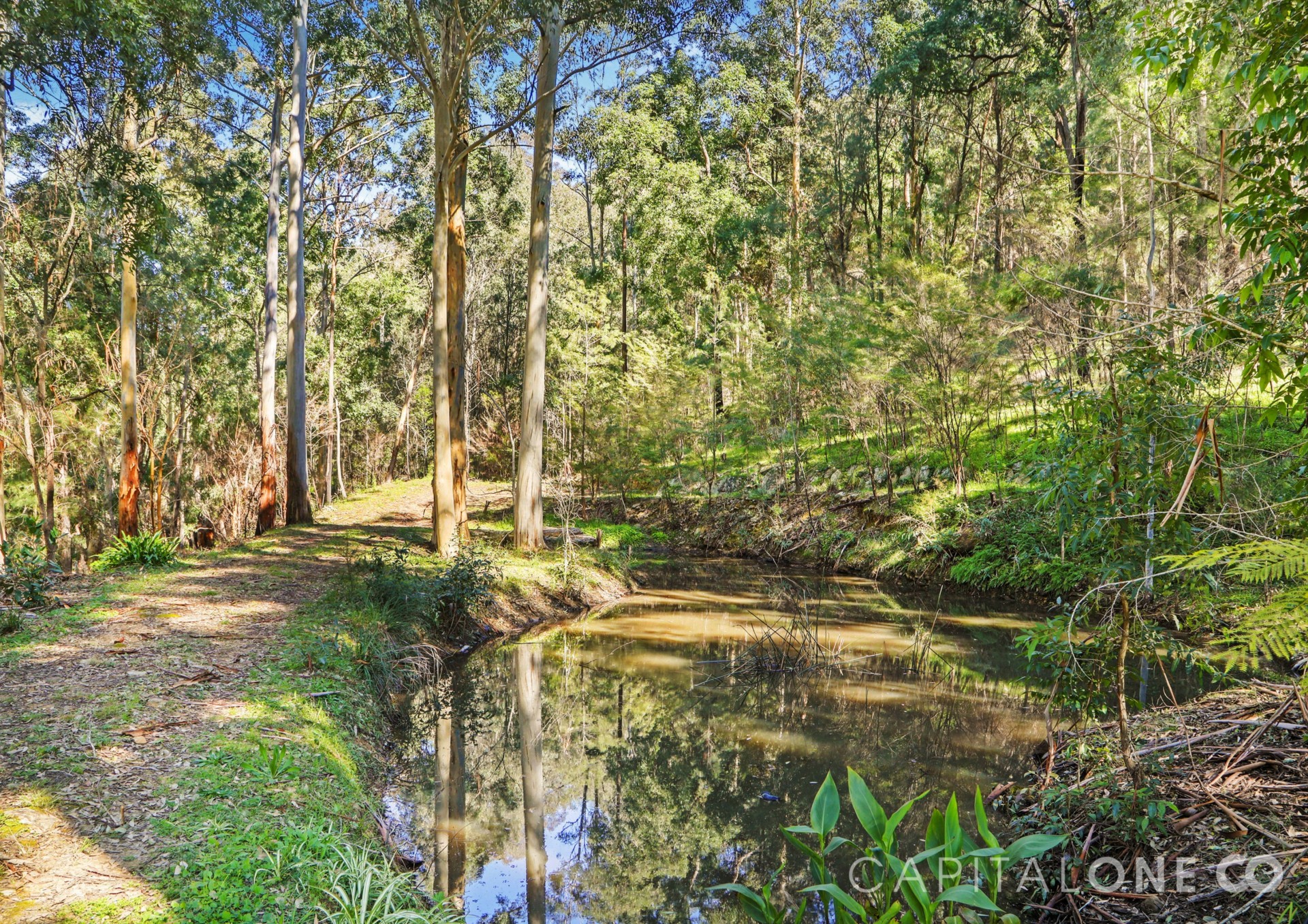 Real Estate in Mogo Creek