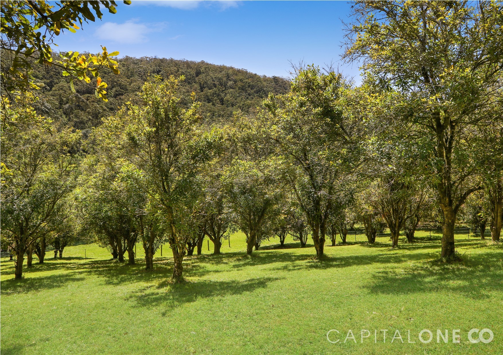 Real Estate in Wyong Creek
