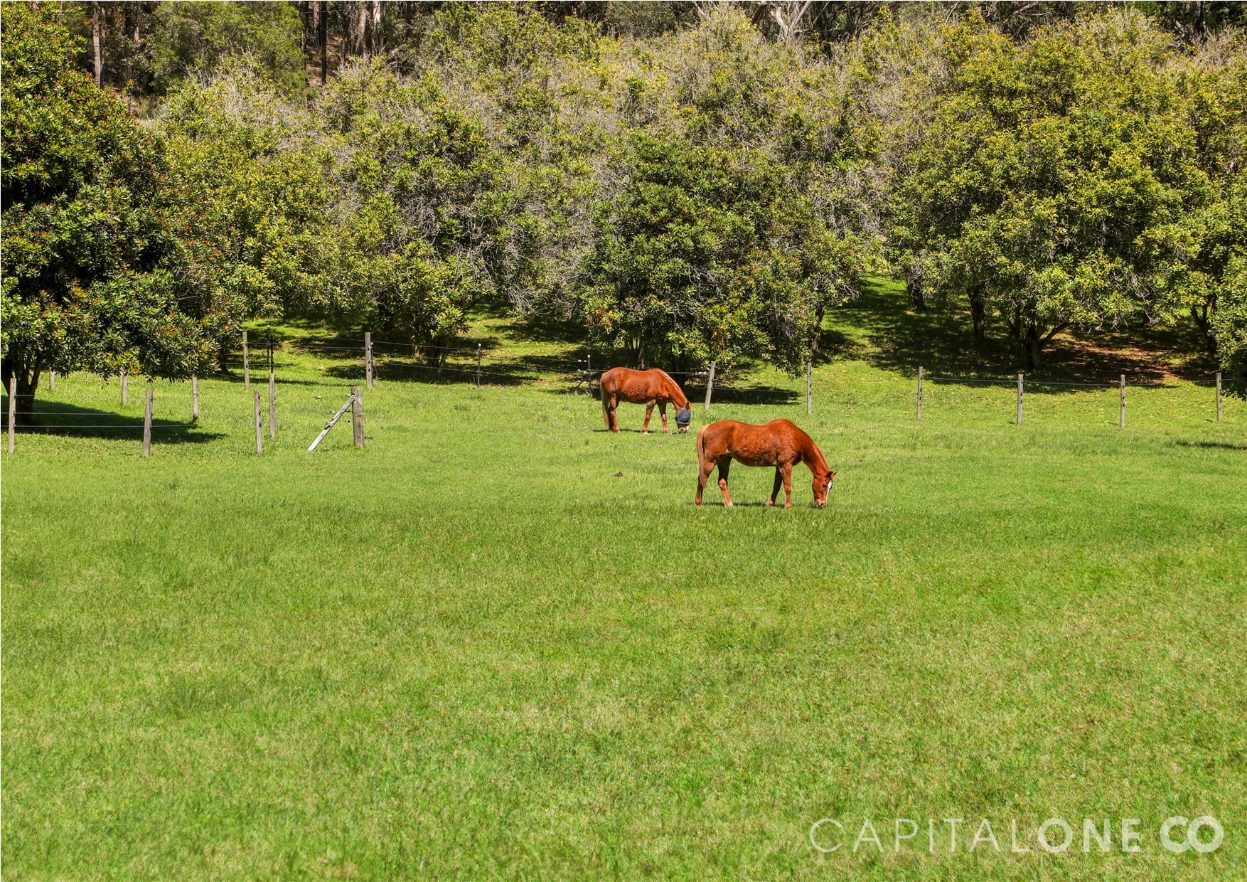 Real Estate in Wyong Creek
