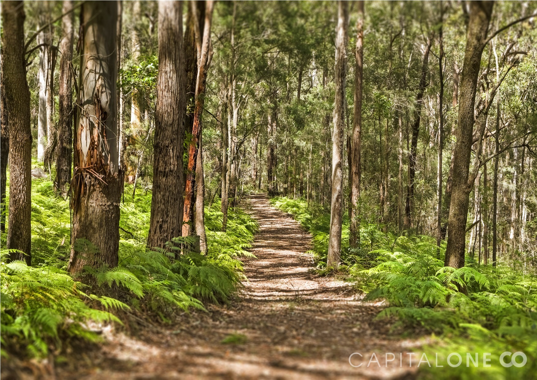 Real Estate in Wyong Creek