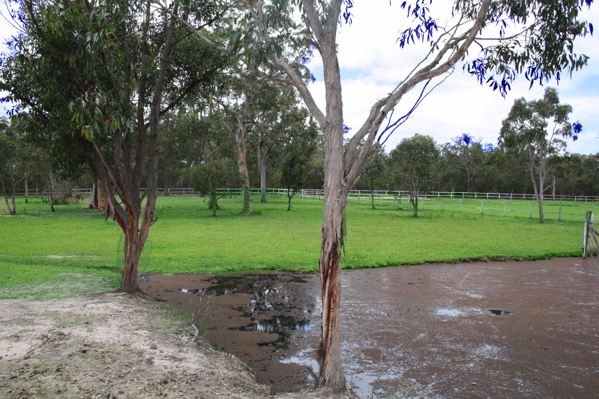 Real Estate in Warnervale