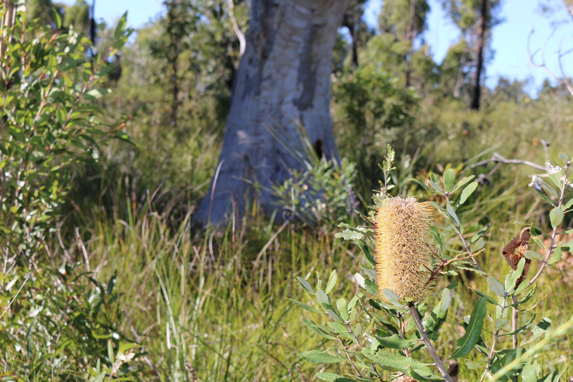 Property Sold in Wyee