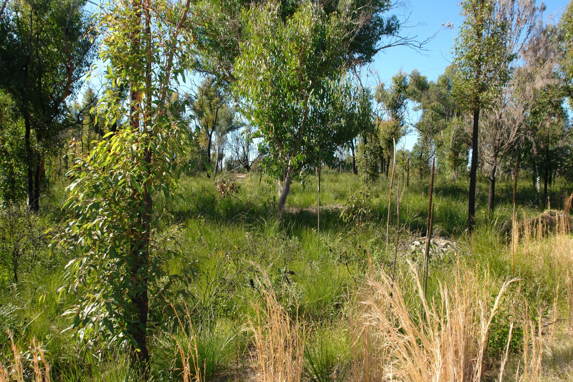 Selling your property in Wyee