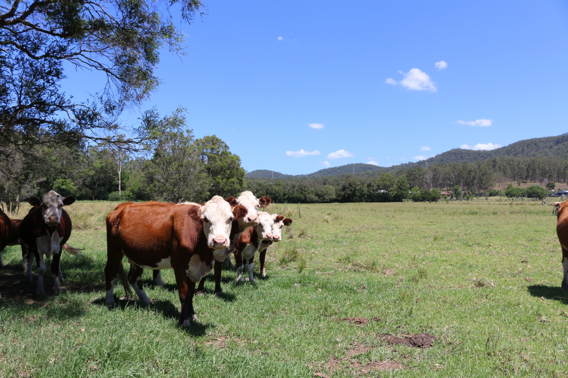 Dooralong Properties Sold