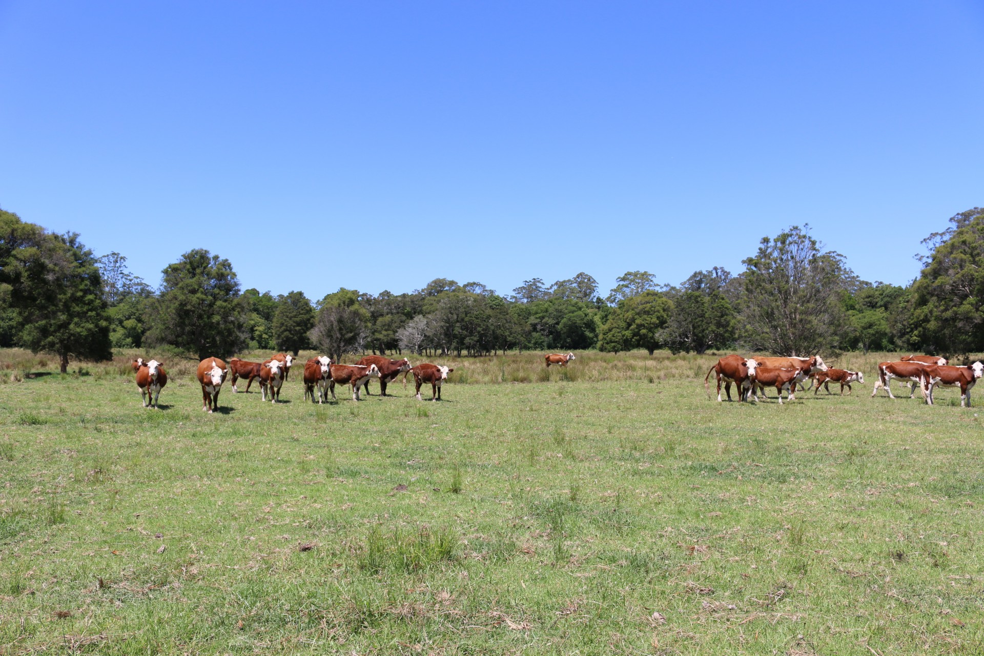 Real Estate in Dooralong