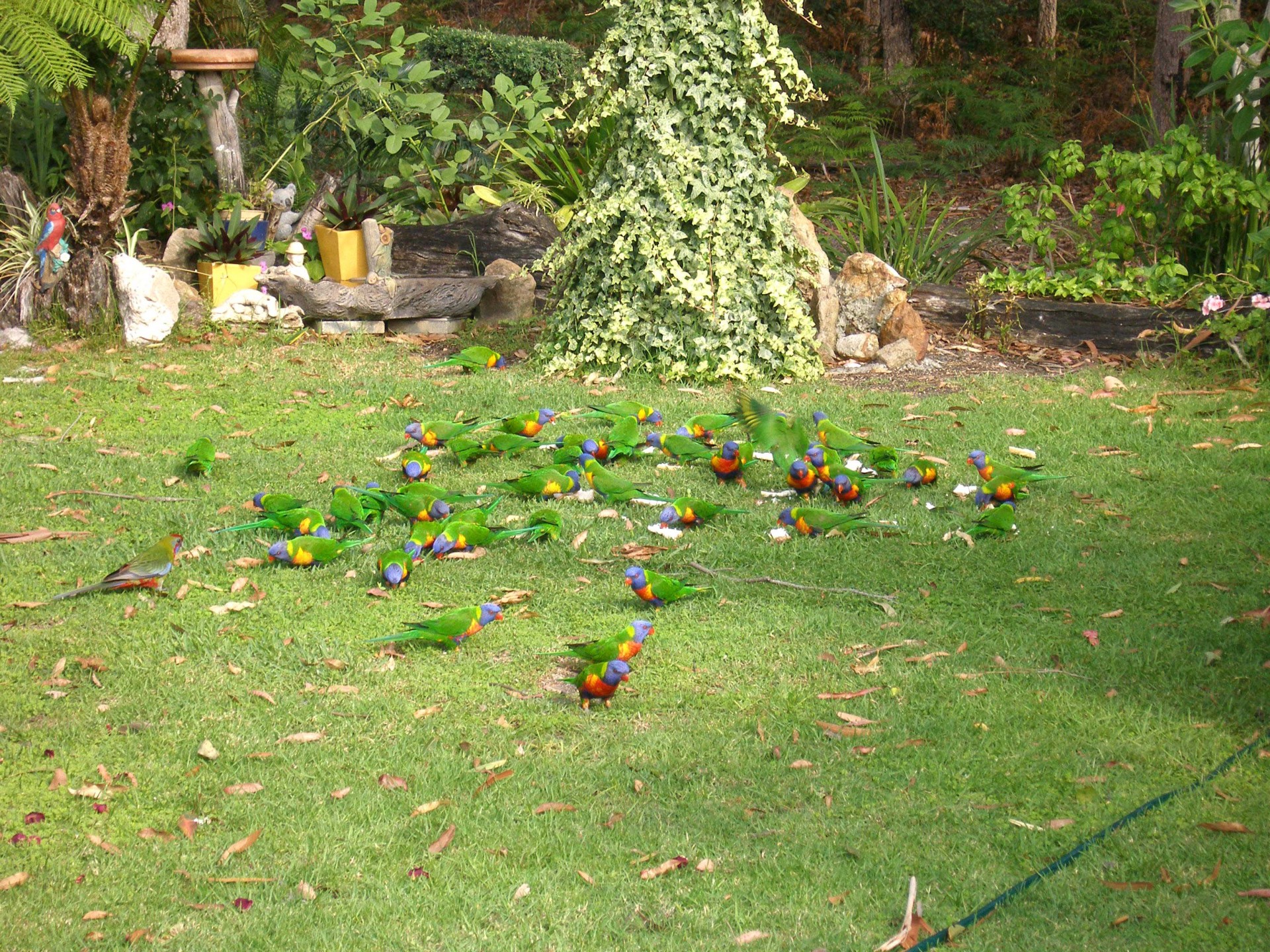 Real Estate in Myola