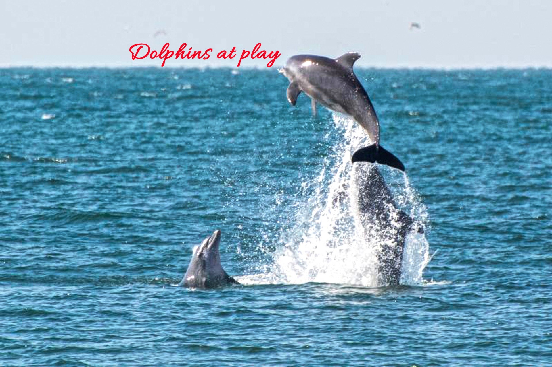 Dolphins at play