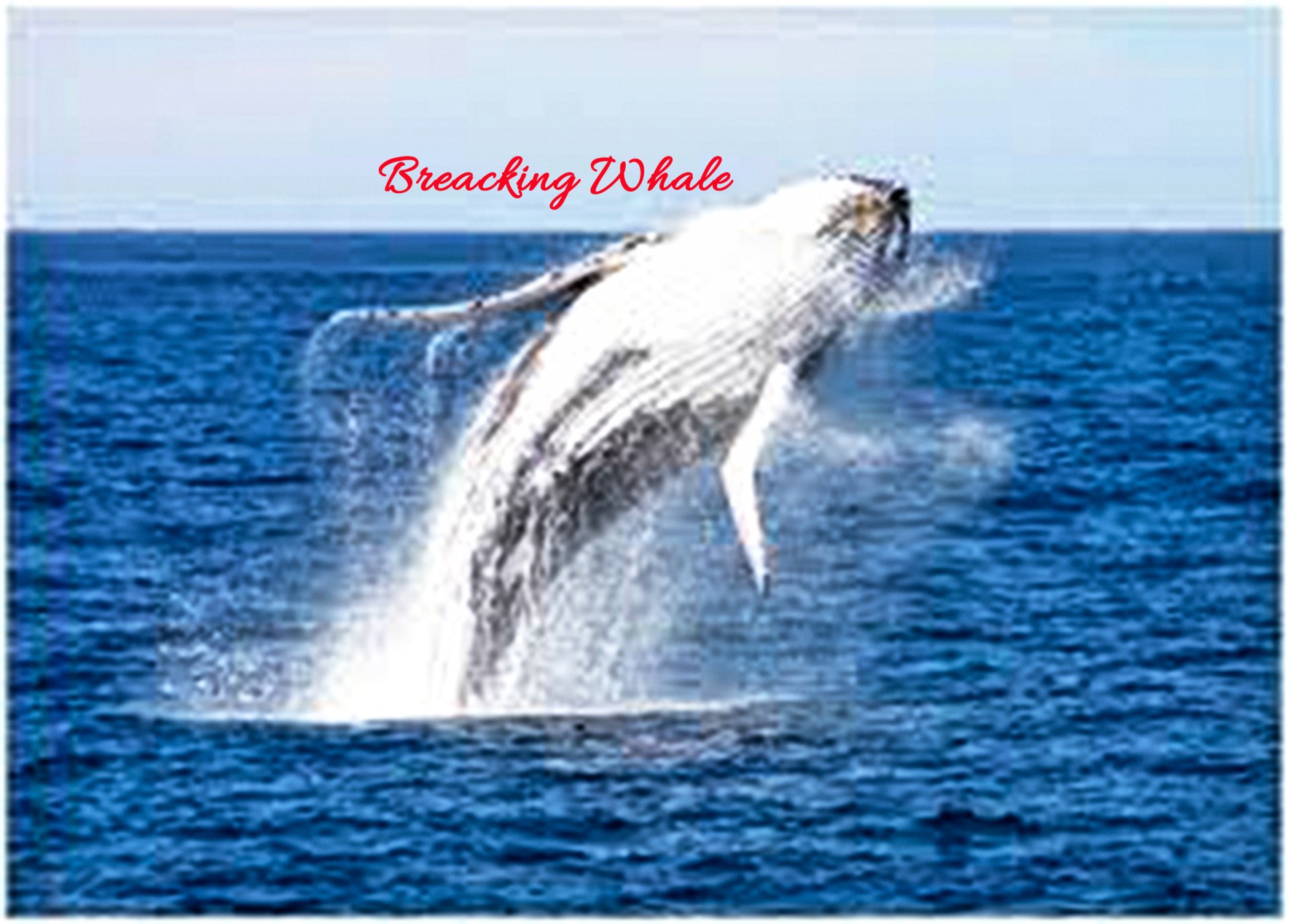 Breaching Whale
