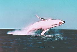 Whale watching cruises from Huskisson or viewing f