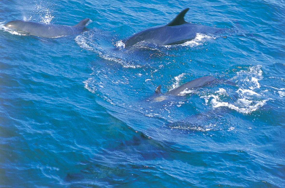 Dolphin viewing from Culburra or cruises from Husk