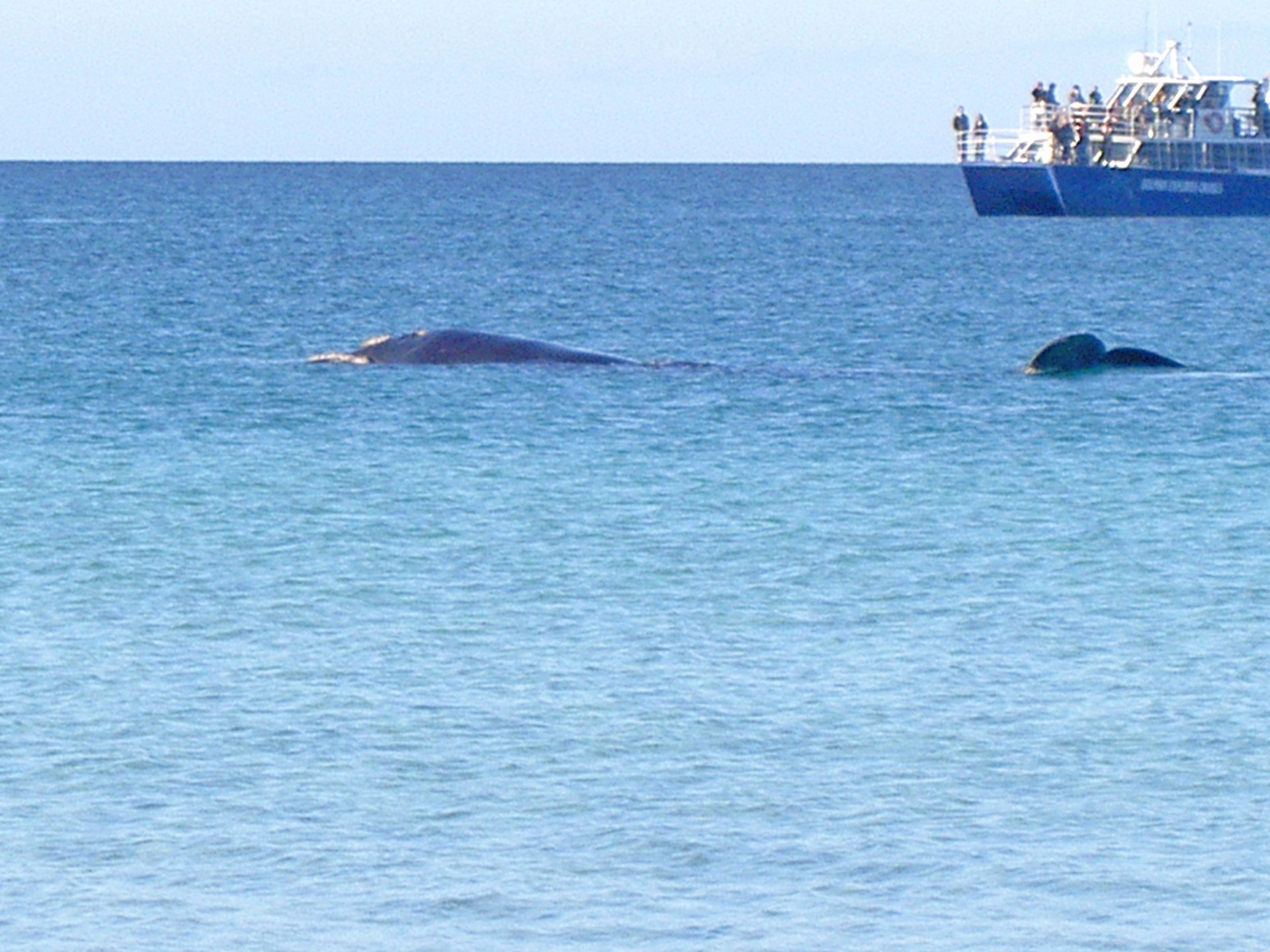 Whale swimming in front of property