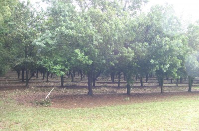 Property in Lindendale - Sold