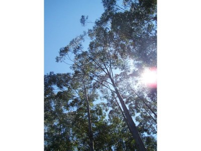 Property in Nabiac - Sold for $184,500