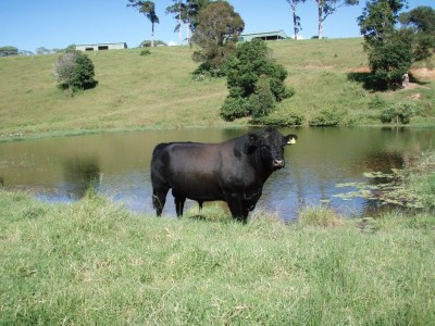 Property in Bucca Wauka - Sold for $535,000